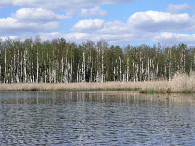 Maakond: Jõgevamaa Veekogu nimi: Endla järv Pildistamise aeg: 20. mai 2005 Pildistaja: H. Timm Pildistamise koht: Männiksaar lõunast Asimuut: