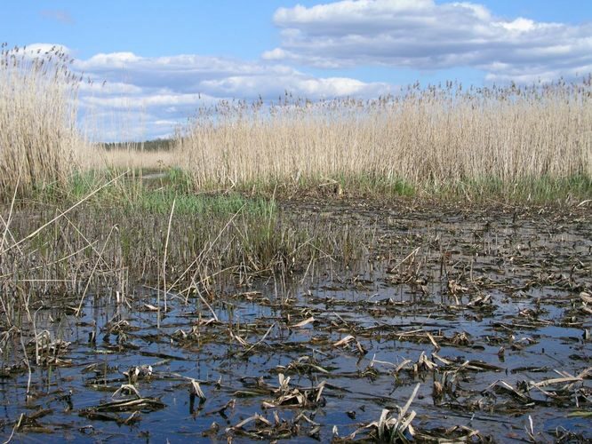 Maakond: Jõgevamaa Veekogu nimi: Endla järv Pildistamise aeg: 20. mai 2005 Pildistaja: H. Timm Pildistamise koht: Heinassaarest põhjapoolne läbipääs, vaade läände Asimuut: