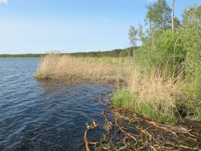 Maakond: Jõgevamaa Veekogu nimi: Endla järv Pildistamise aeg: 20. mai 2011 Pildistaja: H. Timm Pildistamise koht: teadmata Asimuut: