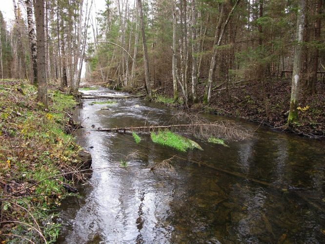 Maakond: Järvamaa Veekogu nimi: Esna jõgi Pildistamise aeg: 24. oktoober 2012 Pildistaja: H. Timm Pildistamise koht: Öötla mets 2 Asimuut: