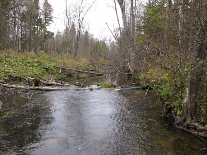 Maakond: Järvamaa Veekogu nimi: Esna jõgi Pildistamise aeg: 24. oktoober 2012 Pildistaja: H. Timm Pildistamise koht: truup Asimuut: