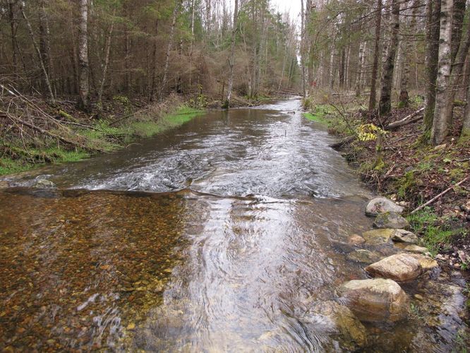 Maakond: Järvamaa Veekogu nimi: Esna jõgi Pildistamise aeg: 24. oktoober 2012 Pildistaja: H. Timm Pildistamise koht: Öötla mets 1 Asimuut: