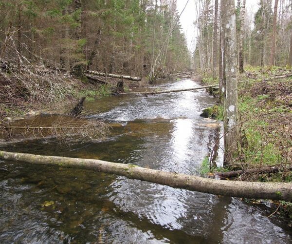 Maakond: Järvamaa Veekogu nimi: Esna jõgi Pildistamise aeg: 24. oktoober 2012 Pildistaja: H. Timm Pildistamise koht: Öötla mets 2 Asimuut: