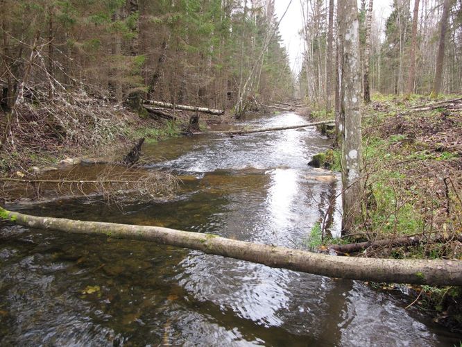 Maakond: Järvamaa Veekogu nimi: Esna jõgi Pildistamise aeg: 24. oktoober 2012 Pildistaja: H. Timm Pildistamise koht: Öötla mets 2 Asimuut: