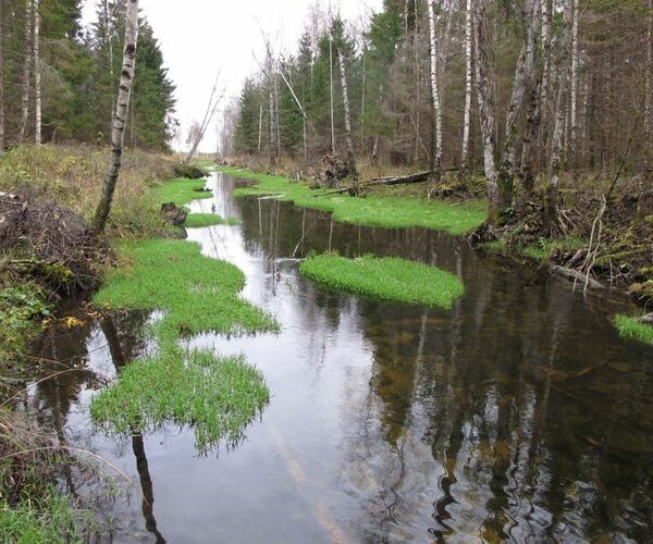 Maakond: Järvamaa Veekogu nimi: Esna jõgi Pildistamise aeg: 24. oktoober 2012 Pildistaja: H. Timm Pildistamise koht: Öötla mets 1 Asimuut:
