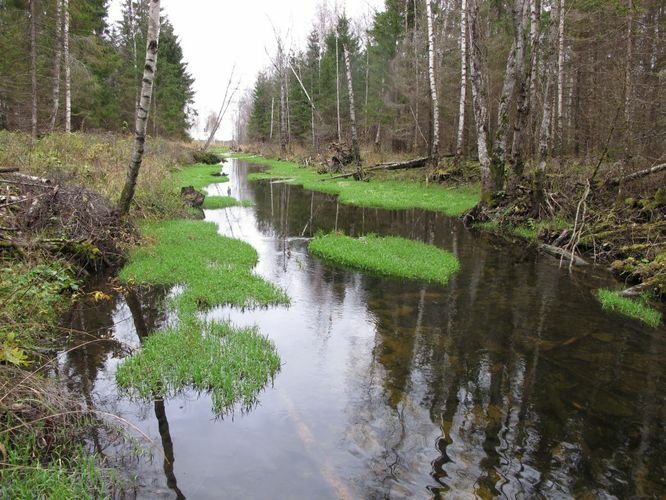 Maakond: Järvamaa Veekogu nimi: Esna jõgi Pildistamise aeg: 24. oktoober 2012 Pildistaja: H. Timm Pildistamise koht: Öötla mets 1 Asimuut: