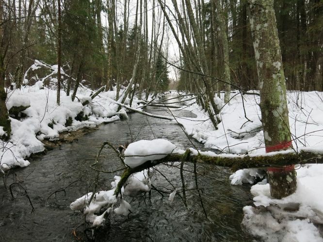 Maakond: Järvamaa Veekogu nimi: Esna jõgi Pildistamise aeg: 31. detsember 2012 Pildistaja: H. Timm Pildistamise koht: 200 m ülalp. Palu pkr. Asimuut: