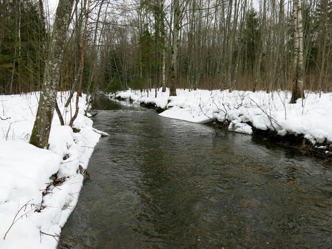 Maakond: Järvamaa Veekogu nimi: Esna jõgi Pildistamise aeg: 31. detsember 2012 Pildistaja: H. Timm Pildistamise koht: ülalp. Palu pkr. Asimuut: