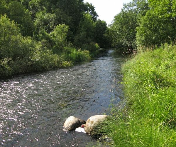 Maakond: Järvamaa Veekogu nimi: Esna jõgi Pildistamise aeg: 7. juuli 2013 Pildistaja: H. Timm Pildistamise koht: Paide Asimuut: