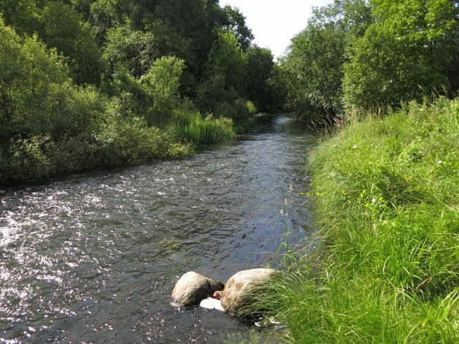 Maakond: Järvamaa Veekogu nimi: Esna jõgi Pildistamise aeg: 7. juuli 2013 Pildistaja: H. Timm Pildistamise koht: Paide Asimuut: