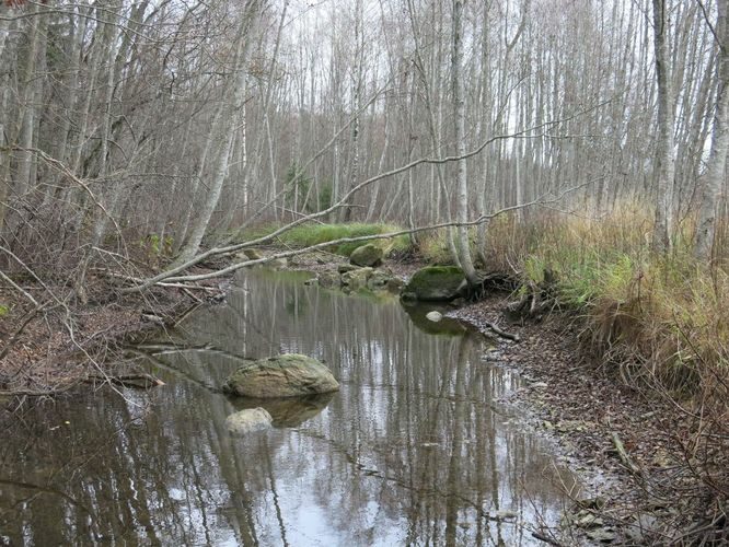 Maakond: Järvamaa Veekogu nimi: Esna jõgi Pildistamise aeg: 24. oktoober 2013 Pildistaja: H. Timm Pildistamise koht: Põhjaka sillast 400 m üles Asimuut: