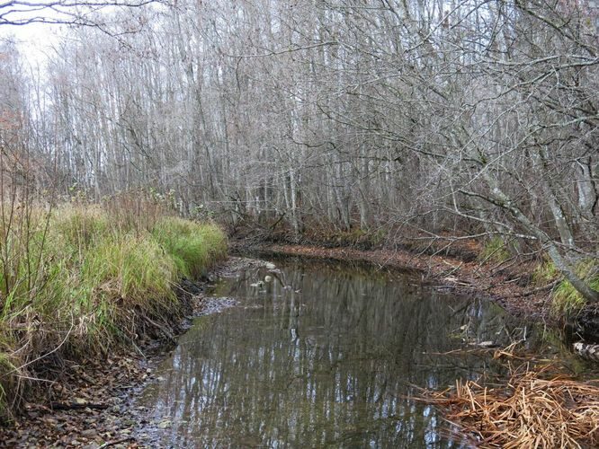 Maakond: Järvamaa Veekogu nimi: Esna jõgi Pildistamise aeg: 24. oktoober 2013 Pildistaja: H. Timm Pildistamise koht: Põhjaka sillast 200 m üles Asimuut: