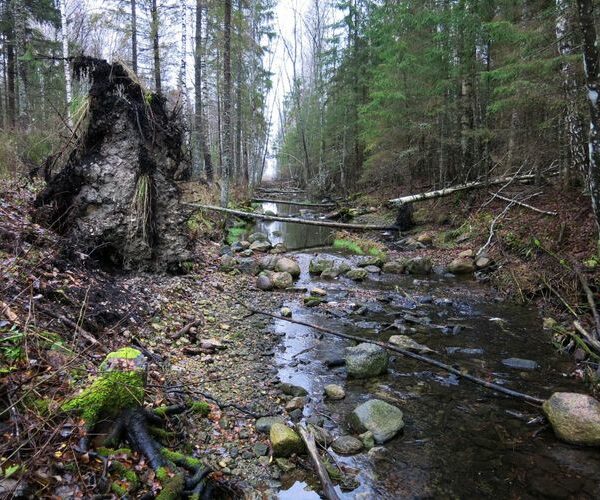 Maakond: Järvamaa Veekogu nimi: Esna jõgi Pildistamise aeg: 24. oktoober 2013 Pildistaja: H. Timm Pildistamise koht: Öötla mets alumine Asimuut: