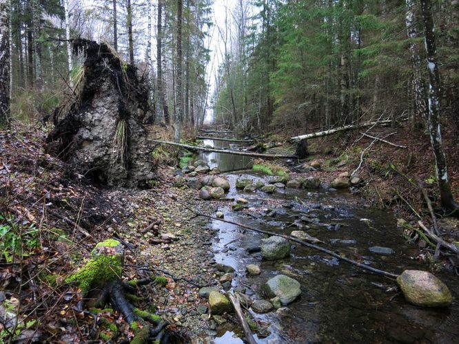 Maakond: Järvamaa Veekogu nimi: Esna jõgi Pildistamise aeg: 24. oktoober 2013 Pildistaja: H. Timm Pildistamise koht: Öötla mets alumine Asimuut: