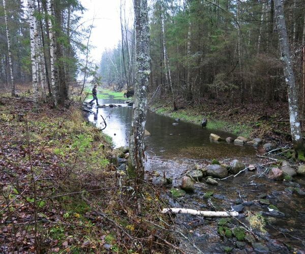 Maakond: Järvamaa Veekogu nimi: Esna jõgi Pildistamise aeg: 24. oktoober 2013 Pildistaja: H. Timm Pildistamise koht: Öötla mets ülemine Asimuut: