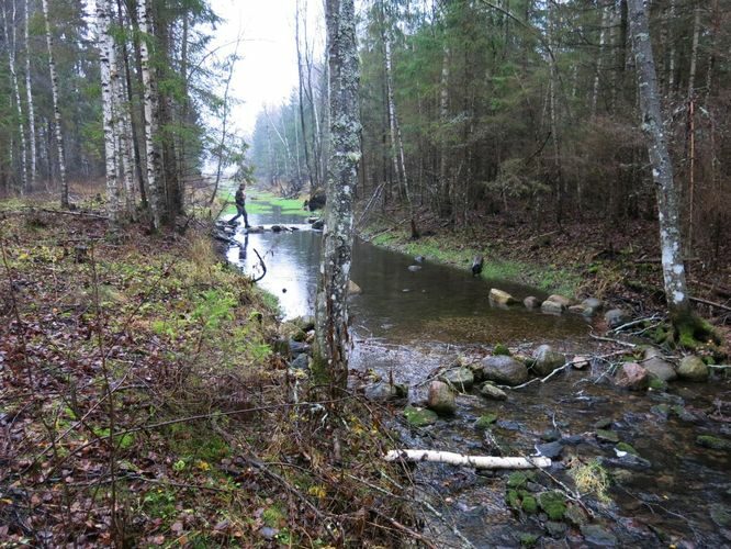 Maakond: Järvamaa Veekogu nimi: Esna jõgi Pildistamise aeg: 24. oktoober 2013 Pildistaja: H. Timm Pildistamise koht: Öötla mets ülemine Asimuut: