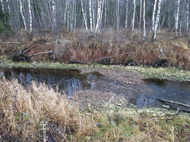 Maakond: Järvamaa Veekogu nimi: Esna jõgi Pildistamise aeg: 24. oktoober 2013 Pildistaja: H. Timm Pildistamise koht: Peetri teest 100 m Asimuut: