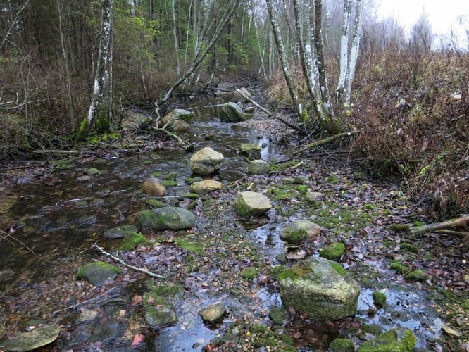 Maakond: Järvamaa Veekogu nimi: Esna jõgi Pildistamise aeg: 24. oktoober 2013 Pildistaja: H. Timm Pildistamise koht: Öötla tee ülemine truup Asimuut: