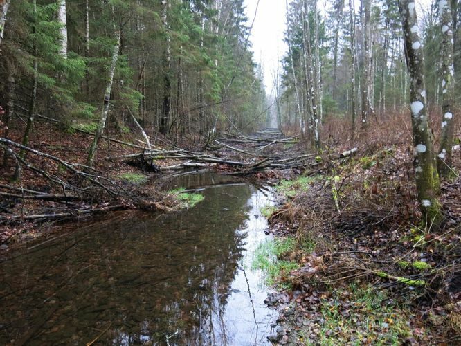 Maakond: Järvamaa Veekogu nimi: Esna jõgi Pildistamise aeg: 24. oktoober 2013 Pildistaja: H. Timm Pildistamise koht: Öötla mets alumine Asimuut: