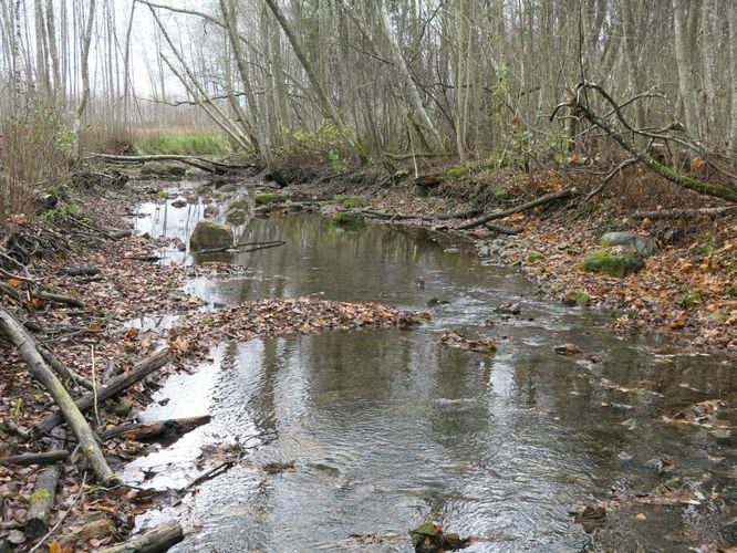 Maakond: Järvamaa Veekogu nimi: Esna jõgi Pildistamise aeg: 24. oktoober 2013 Pildistaja: H. Timm Pildistamise koht: Põhjaka sillast 400 m üles Asimuut: