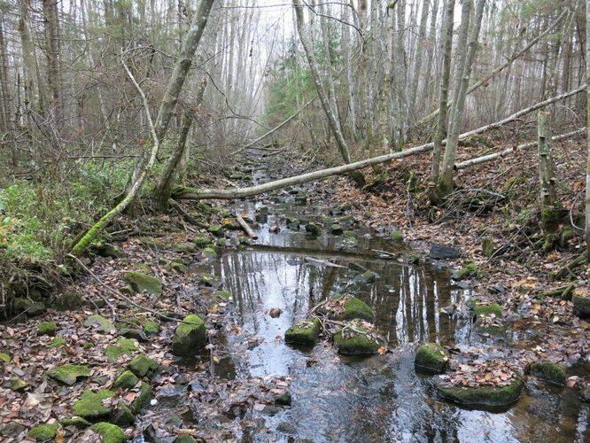 Maakond: Järvamaa Veekogu nimi: Esna jõgi Pildistamise aeg: 31. oktoober 2013 Pildistaja: H. Timm Pildistamise koht: Palu sillast 200 m vv Asimuut: