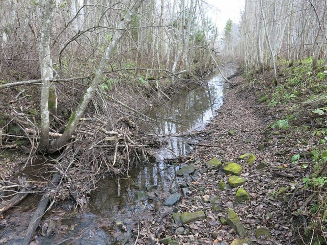 Maakond: Järvamaa Veekogu nimi: Esna jõgi Pildistamise aeg: 31. oktoober 2013 Pildistaja: H. Timm Pildistamise koht: Palu pkr. suudmest 200 m vv Asimuut: