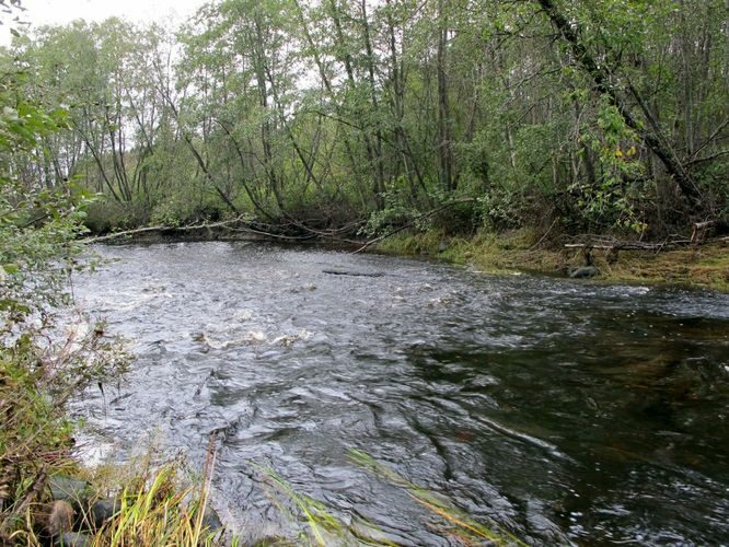 Maakond: Pärnumaa Veekogu nimi: Halliste jõgi Pildistamise aeg: 18. september 2010 Pildistaja: H. Timm Pildistamise koht: Kanaküla Asimuut: