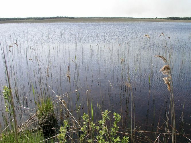 Maakond: Läänemaa Veekogu nimi: Hindaste järv Pildistamise aeg: 24. mai 2008 Pildistaja: H. Timm Pildistamise koht: teadmata Asimuut: