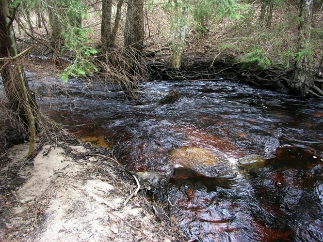 Maakond: Läänemaa Veekogu nimi: Höbringi oja Pildistamise aeg: 19. aprill 2006 Pildistaja: H. Timm Pildistamise koht: teadmata Asimuut: