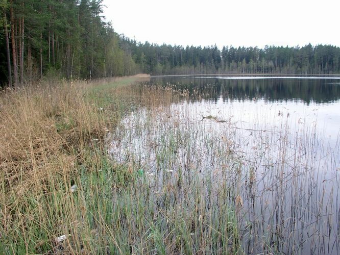 Maakond: Põlvamaa Veekogu nimi: Ihamaru Palojärv Pildistamise aeg: 16. mai 2005 Pildistaja: H. Timm Pildistamise koht: teadmata Asimuut: