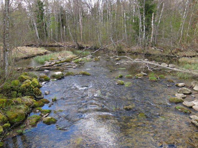 Maakond: Järvamaa Veekogu nimi: Jägala jõgi Pildistamise aeg: 2. mai 2014 Pildistaja: H. Timm Pildistamise koht: Kiigumõisa Asimuut: