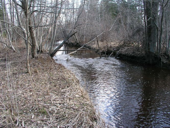 Maakond: Järvamaa Veekogu nimi: Jänijõgi Pildistamise aeg: 25. aprill 2003 Pildistaja: H. Timm Pildistamise koht: alamjooks Asimuut: