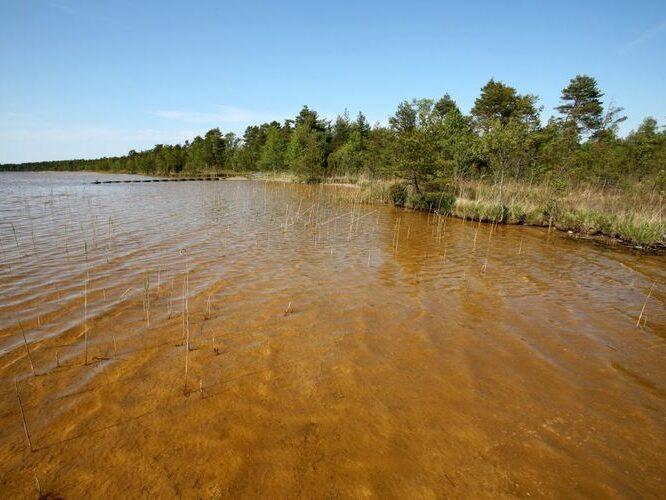 Maakond: Saaremaa Veekogu nimi: Järise järv Pildistamise aeg: 24. mai 2008 Pildistaja: H. Timm Pildistamise koht: teadmata Asimuut: