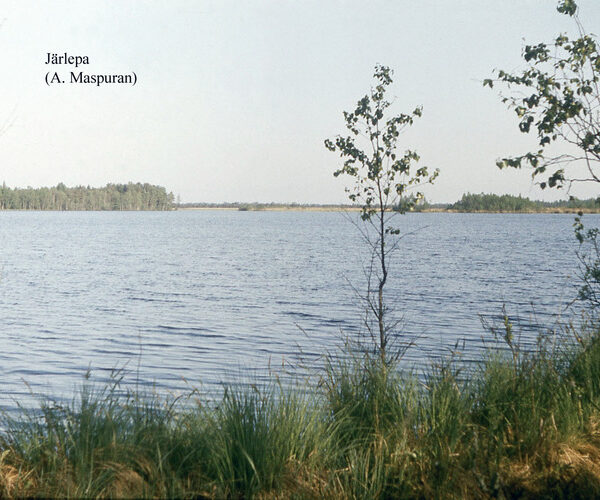 Maakond: Raplamaa Veekogu nimi: Järlepa järv Pildistamise aeg: teadmata Pildistaja: A. Maspuran Pildistamise koht: teadmata Asimuut: