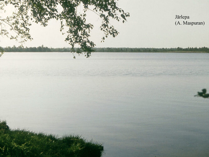 Maakond: Raplamaa Veekogu nimi: Järlepa järv Pildistamise aeg: teadmata Pildistaja: A. Maspuran Pildistamise koht: teadmata Asimuut: