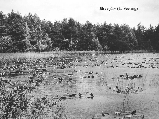 Maakond: Saaremaa Veekogu nimi: Järve järv Pildistamise aeg: teadmata Pildistaja: L. Veering (Eesti Looduse arhiiv) Pildistamise koht: teadmata Asimuut: