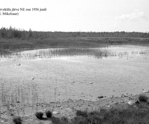 Maakond: Saaremaa Veekogu nimi: Järveküla järv Pildistamise aeg: juuli 1956 Pildistaja: N. Mikelsaar Pildistamise koht: NE osa Asimuut: