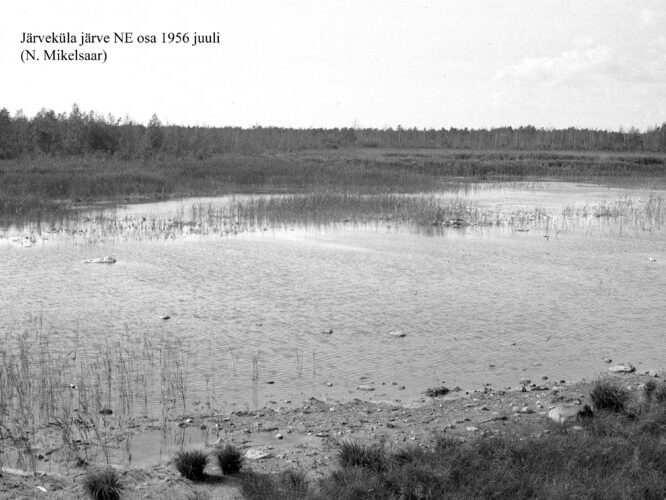 Maakond: Saaremaa Veekogu nimi: Järveküla järv Pildistamise aeg: juuli 1956 Pildistaja: N. Mikelsaar Pildistamise koht: NE osa Asimuut: