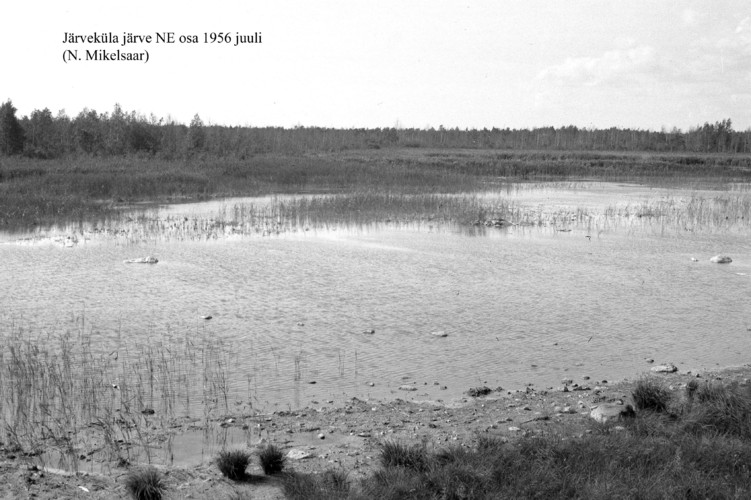 Maakond: Saaremaa Veekogu nimi: Järveküla järv Pildistamise aeg: juuli 1956 Pildistaja: N. Mikelsaar Pildistamise koht: NE osa Asimuut:
