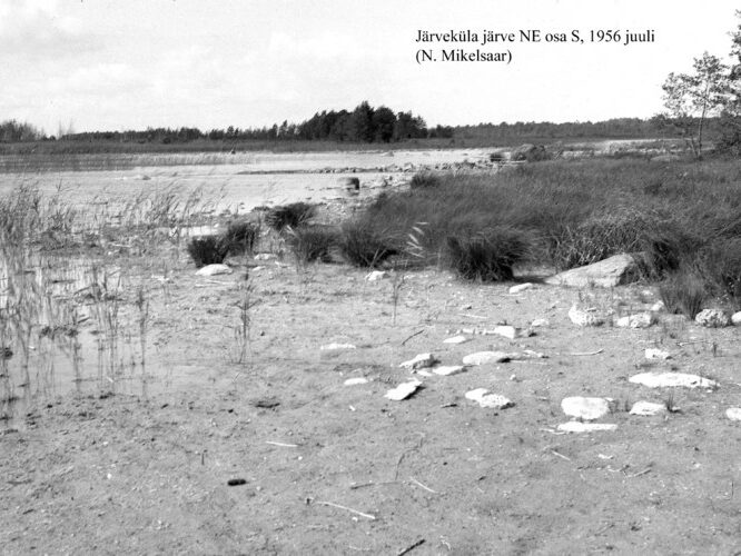 Maakond: Saaremaa Veekogu nimi: Järveküla järv Pildistamise aeg: juuli 1956 Pildistaja: N. Mikelsaar Pildistamise koht: NE osa Asimuut: N