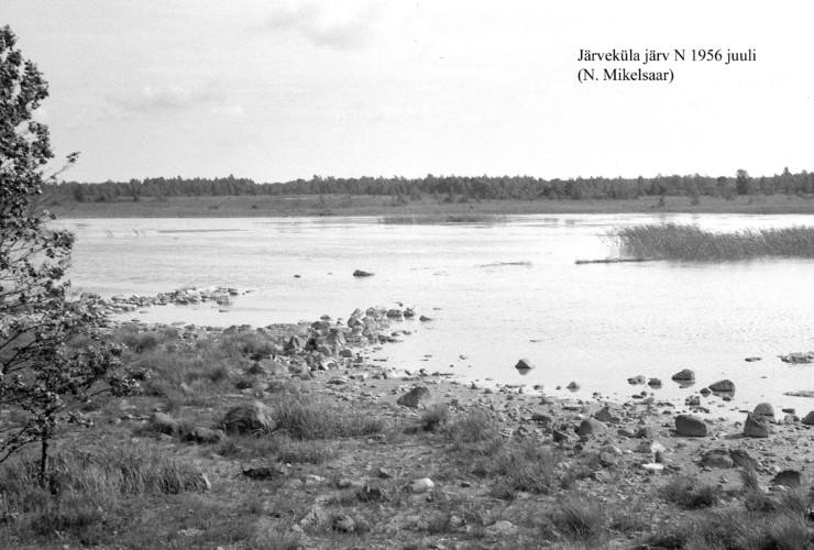 Maakond: Saaremaa Veekogu nimi: Järveküla järv Pildistamise aeg: juuli 1956 Pildistaja: N. Mikelsaar Pildistamise koht: N kaldalt Asimuut: