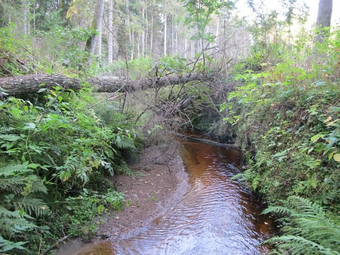 Maakond: Lääne-Virumaa Veekogu nimi: Järveoja Pildistamise aeg: 17. september 2012 Pildistaja: H. Timm Pildistamise koht: teadmata Asimuut: