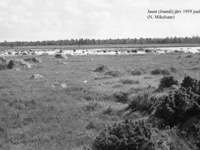 Maakond: Saaremaa Veekogu nimi: Jauni järv Pildistamise aeg: juuli 1959 Pildistaja: N. Mikelsaar Pildistamise koht: teadmata Asimuut: