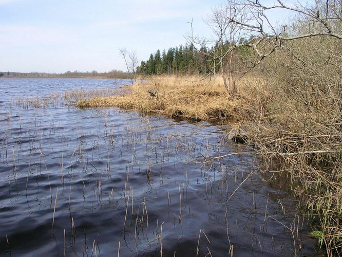 Maakond: Jõgevamaa Veekogu nimi: Jõemõisa järv Pildistamise aeg: 3. mai 2009 Pildistaja: H. Timm Pildistamise koht: teadmata Asimuut: