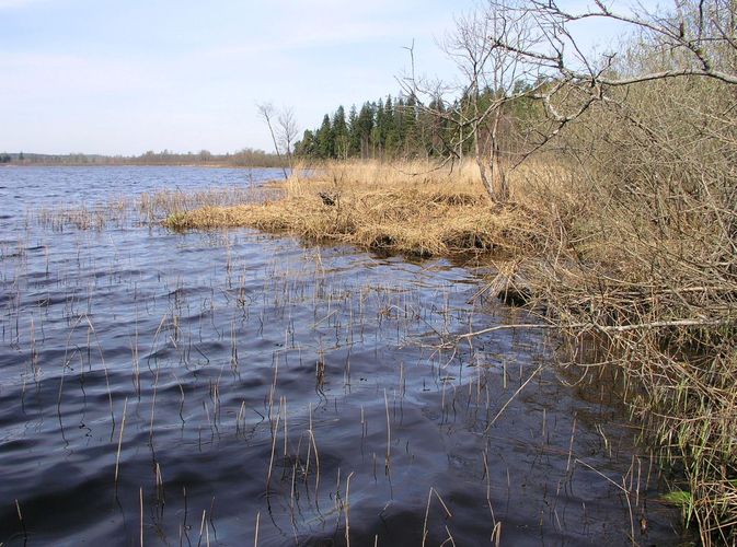 Maakond: Jõgevamaa Veekogu nimi: Jõemõisa järv Pildistamise aeg: 3. mai 2009 Pildistaja: H. Timm Pildistamise koht: teadmata Asimuut: