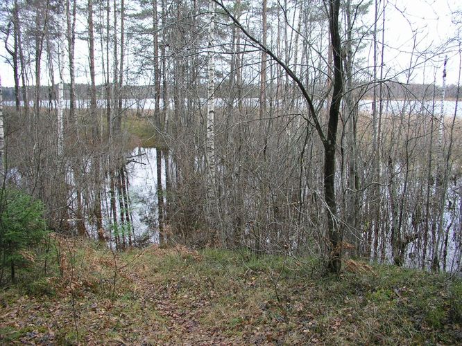 Maakond: Põlvamaa Veekogu nimi: Jõksi järv Pildistamise aeg: 1. november 2008 Pildistaja: H. Timm Pildistamise koht: väljavoolust E Asimuut: