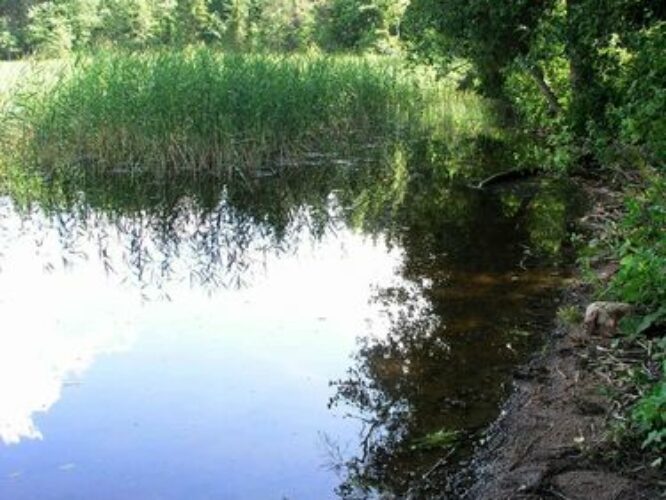 Maakond: Põlvamaa Veekogu nimi: Jõksi järv Pildistamise aeg: 27. juuli 2009 Pildistaja: H. Timm Pildistamise koht: teadmata Asimuut: