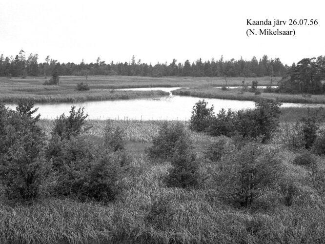 Maakond: Saaremaa Veekogu nimi: Kaanda järv Pildistamise aeg: 26. juuli 1956 Pildistaja: N. Mikelsaar Pildistamise koht: teadmata Asimuut: