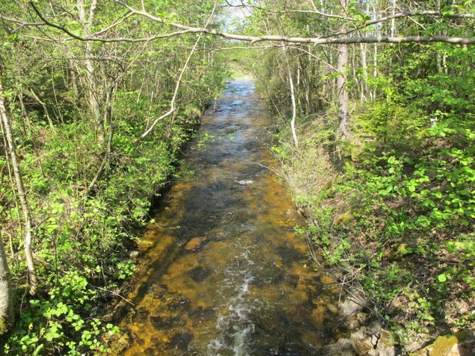 Maakond: Saaremaa Veekogu nimi: Kaanda jõgi Pildistamise aeg: 22. mai 2012 Pildistaja: H. Timm Pildistamise koht: sillalt Asimuut: