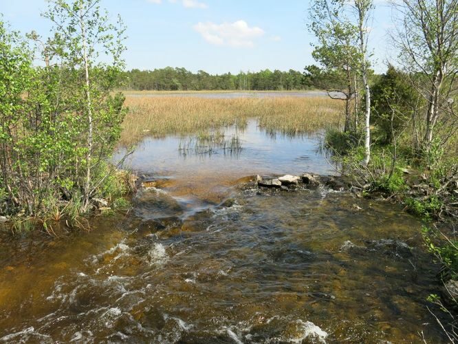 Maakond: Saaremaa Veekogu nimi: Kaanda jõgi Pildistamise aeg: 27. mai 2013 Pildistaja: H. Timm Pildistamise koht: allpool Kooru järve Asimuut: